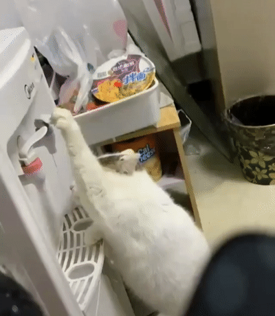 кот пьет воду из кулера