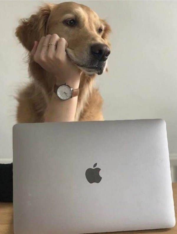 пес и ноутбук