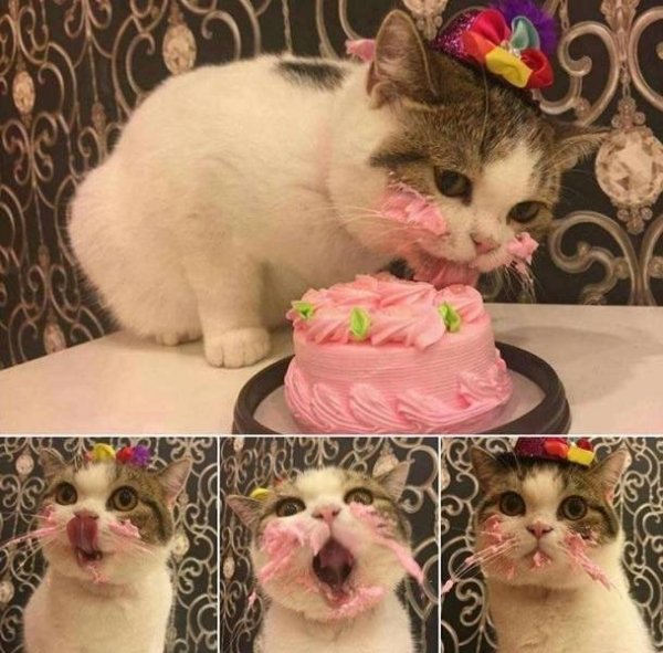 кот и торт
