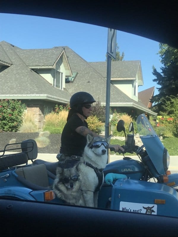 собаки на мотоцикле