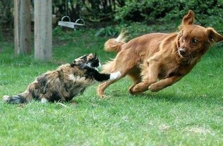 собака убегает от кота