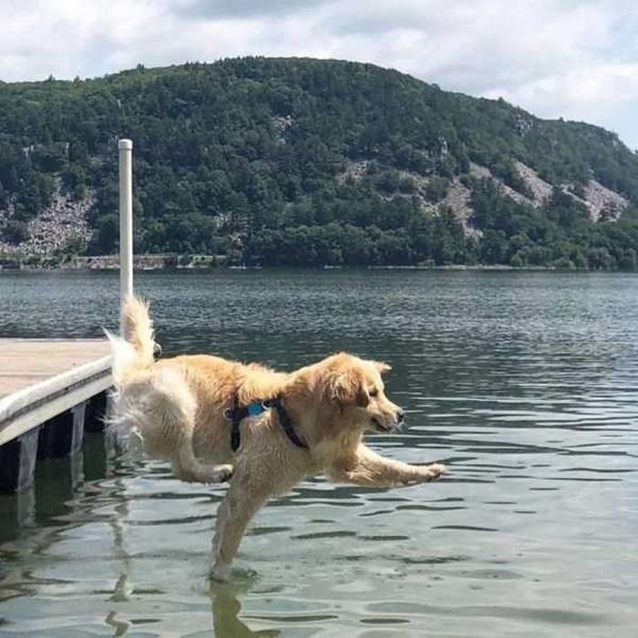 собака прыгает в воду