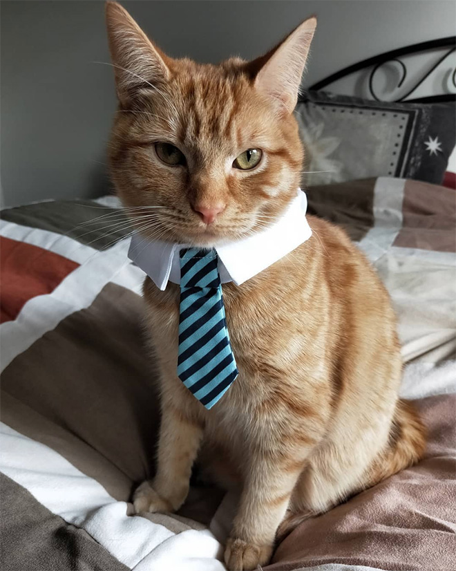 рыжий кот с галстуком на шее