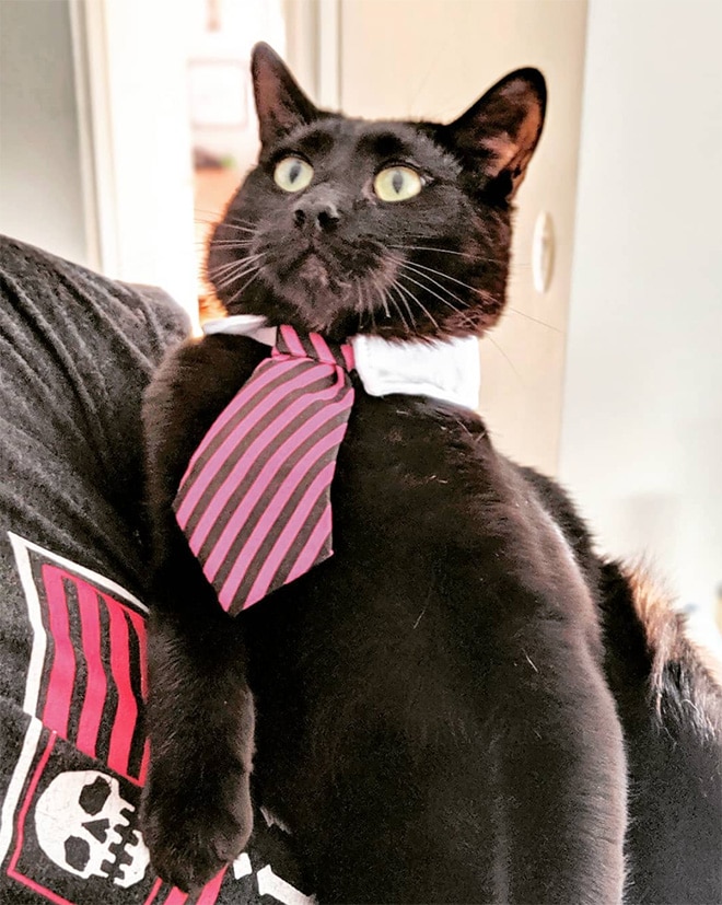 черный кот в полосатом галстуке