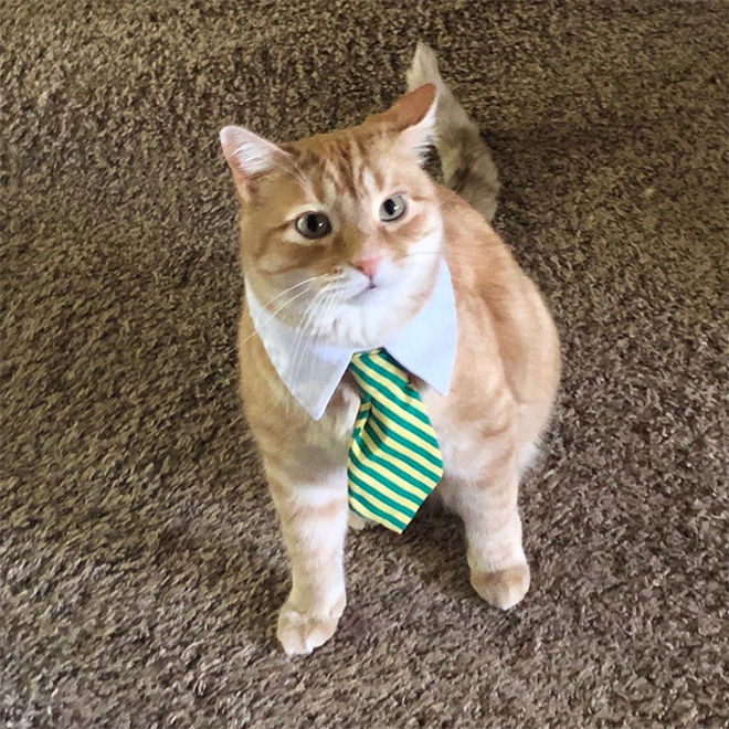 рыжий кот в полосатом галстуке