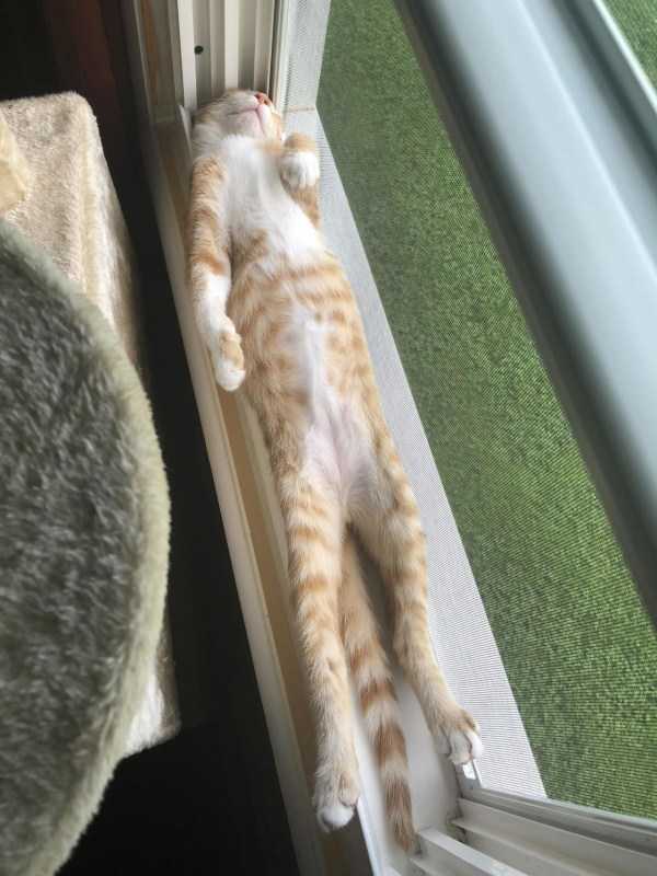 рыжий кот спит на подоконнике