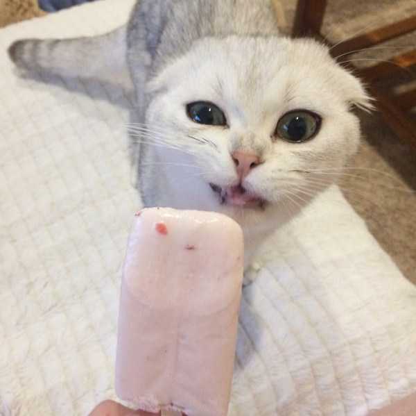 кот и мороженое