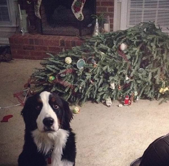 пес и елка