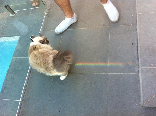 кот и радуга