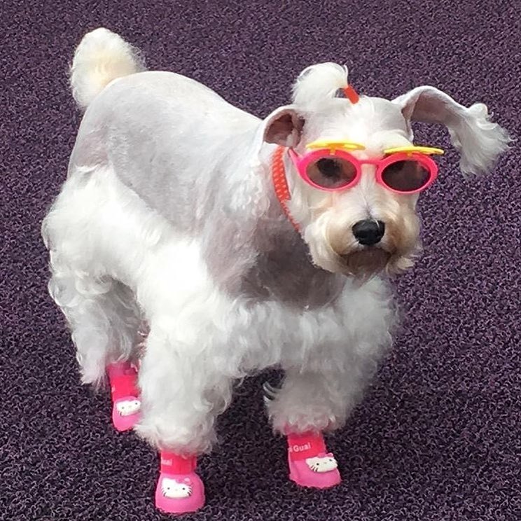белая собака в розовых носках и очках