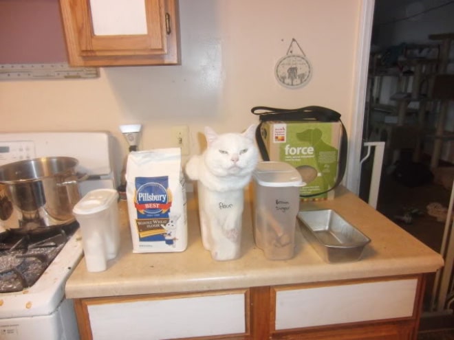 белый кот на столе в кухне
