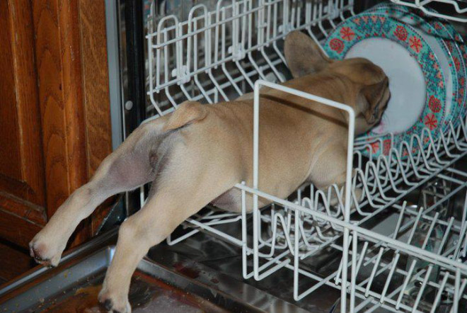 щенок в посудомоечной машине
