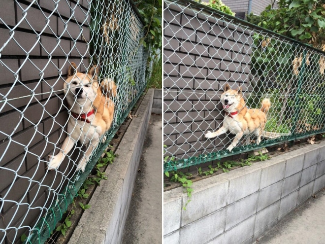 собака за забором