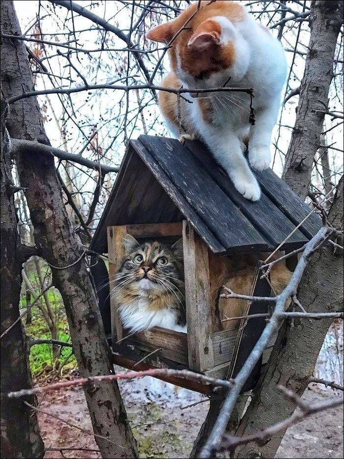 kartinok-prikolnyh-podborka-kartinki-smeshnye-kartinki-fotoprikoly