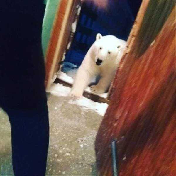 белый медведь в дверях