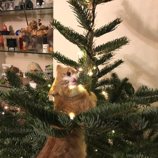 рыжий кот висит на елке