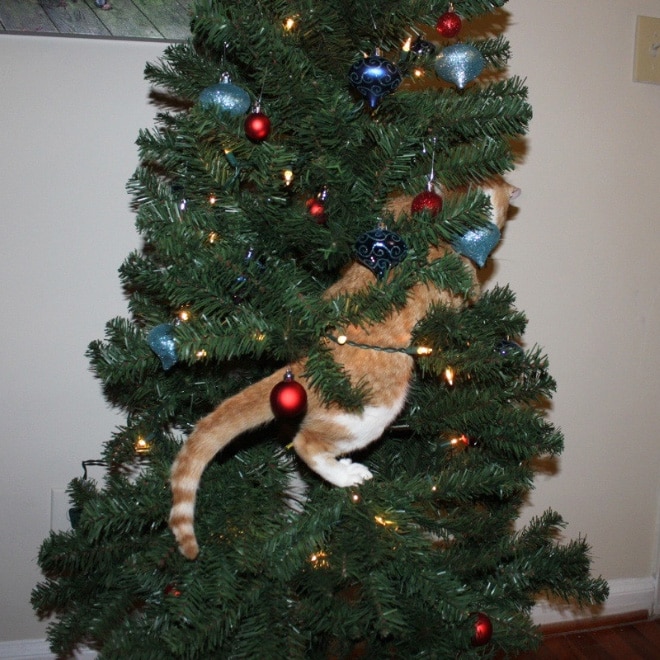 рыжий кот сидит на елке
