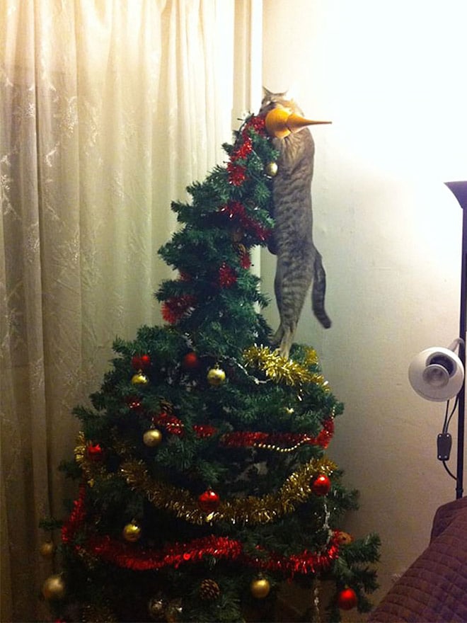 полосатый кот на елке