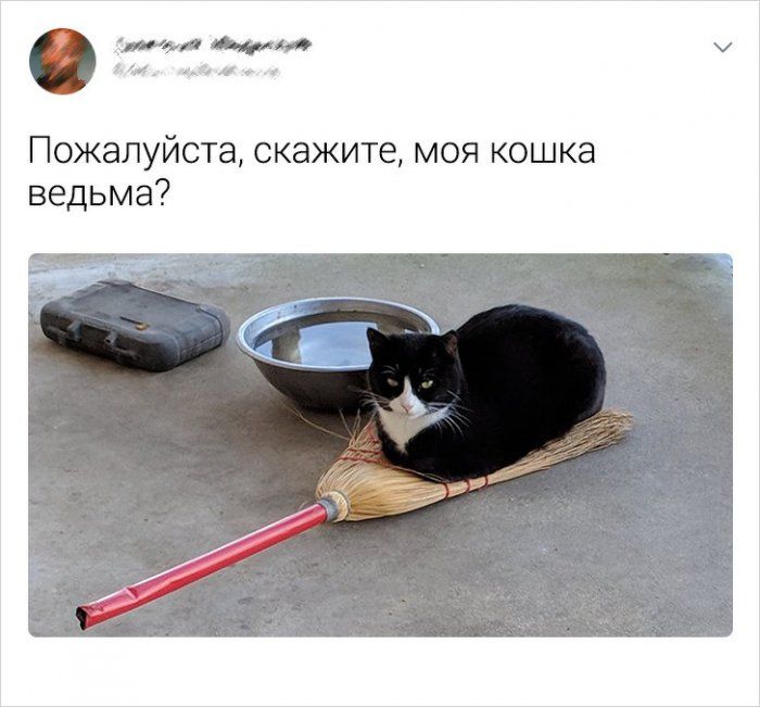 kotah-socsetey-polzovateli-citaty-vkontakte-vkontakte-smeshnye-statusy