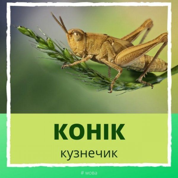 yazyk-belorusskiy-zabavnyy-kartinki-smeshnye-kartinki-fotoprikoly