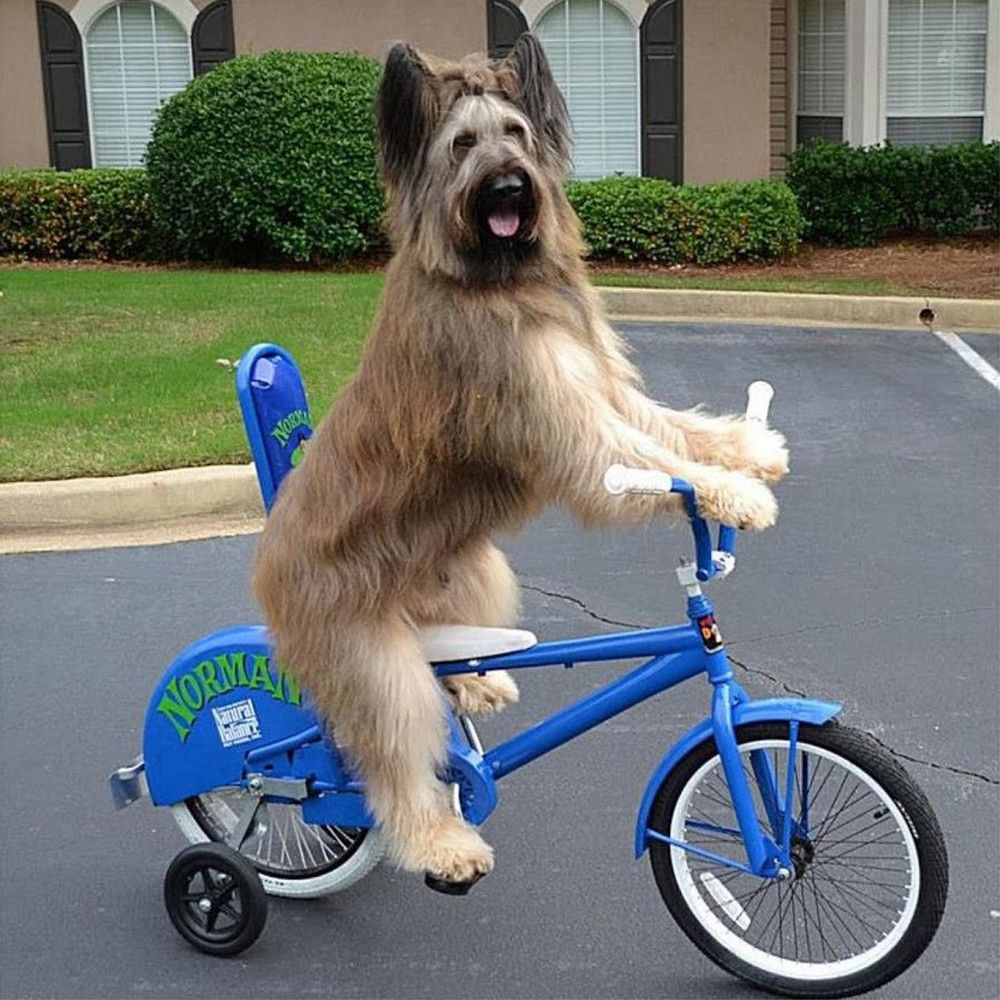 Animal ride. Собака на велосипеде. Собака катается на велосипеде. Соьакакатаетсянасамокате. Собака на самокате.