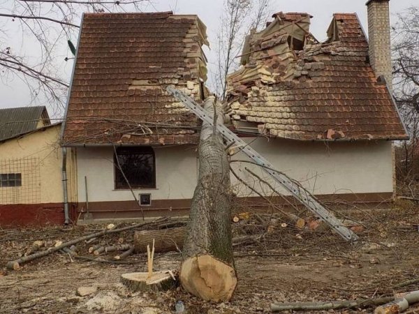 дерево упало на крышу дома