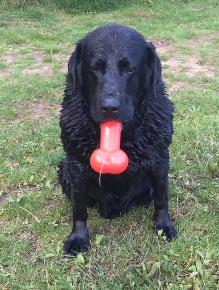 черная собака с игрушкой во рту