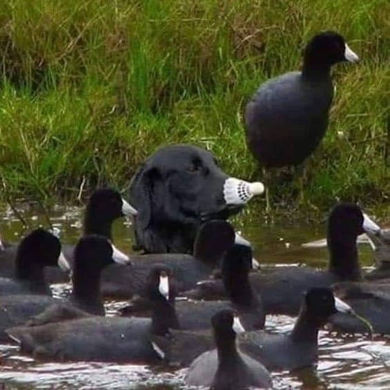 утки и черный лабрадор в воде