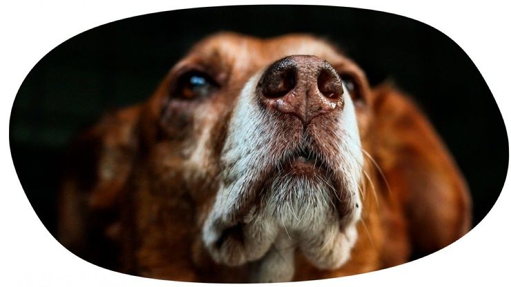15 фактов о наших верных друзьях — собаках Приколы,ekabu,ru,дом,лето,поведение,собаки