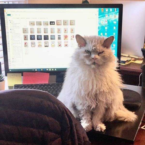 пушистый кот сидит на столе перед компьютером