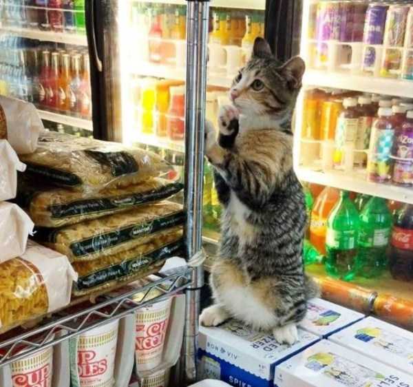 кот в супермаркете