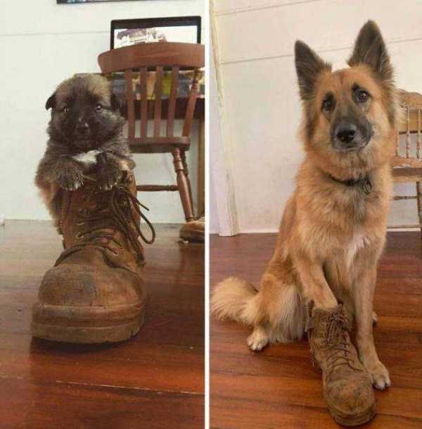 собака с ботинком