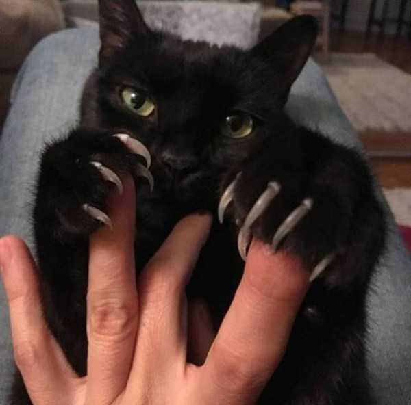 черная кошка выпустила когти