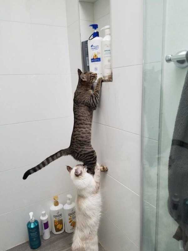 кот подсаживает кота в ванной