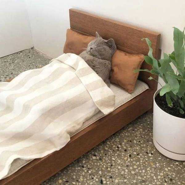 серый кот спит в кроватке