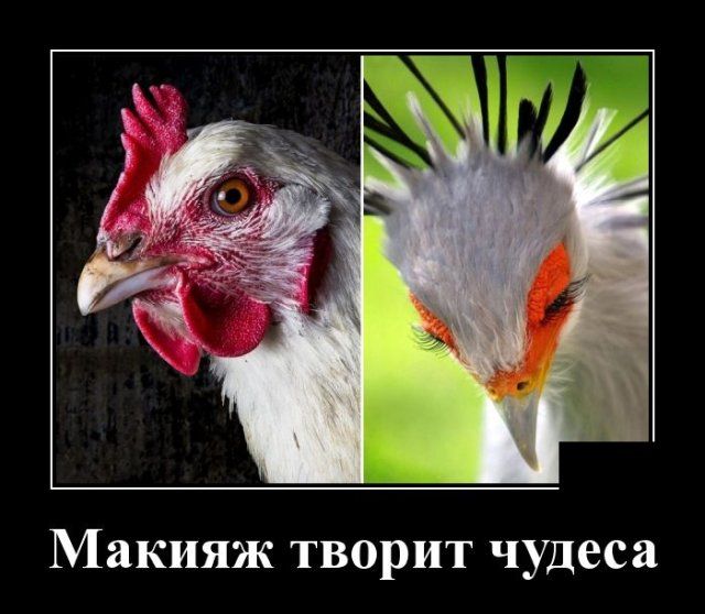 Утренние демотиваторы от 13.04 ❘ 20 картинок Приколы,ekabu,ru,макияж