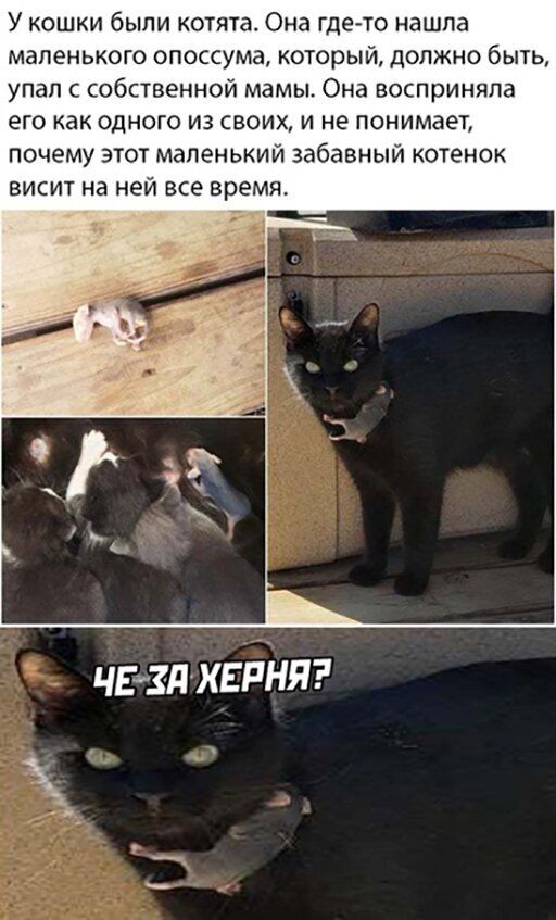 Позитивные смешные картинки 