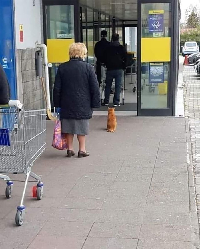 рыжий кот на входе в магазин