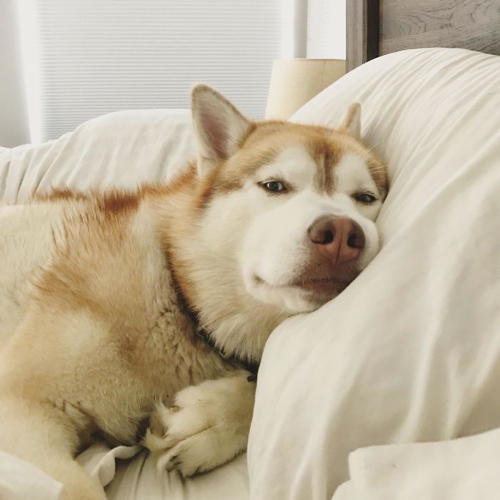пес лежит на подушке