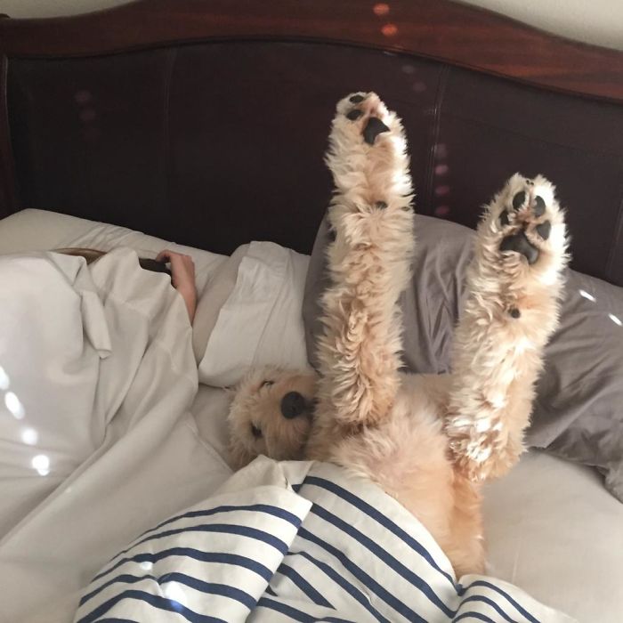 собака лежит на кровати с лапами вверх