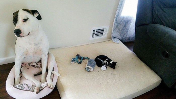 15 бесстыжих котов, отнявших у собак их спальное место