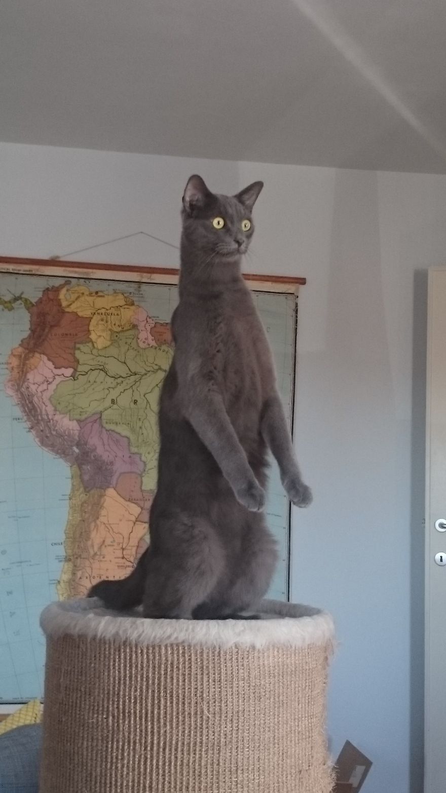 серый кот стоит на задних лапах