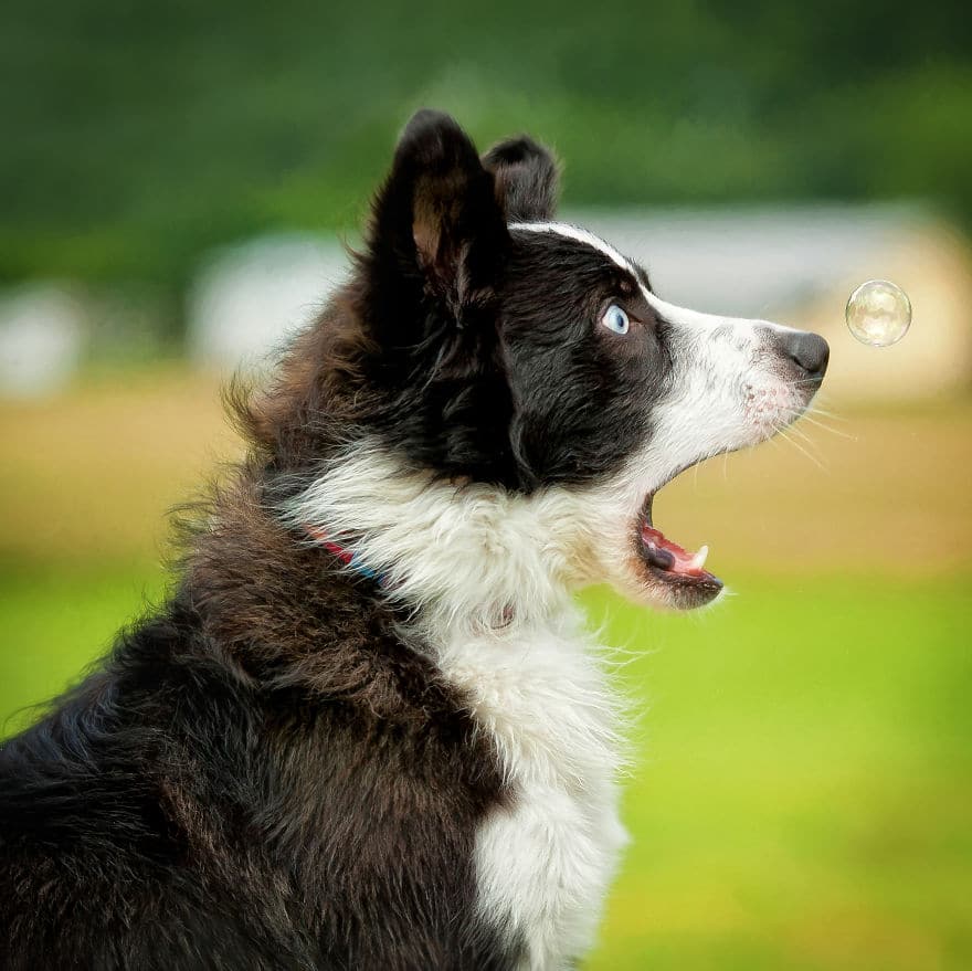 черно-белая собака удивленно смотрит на мыльный пузырь