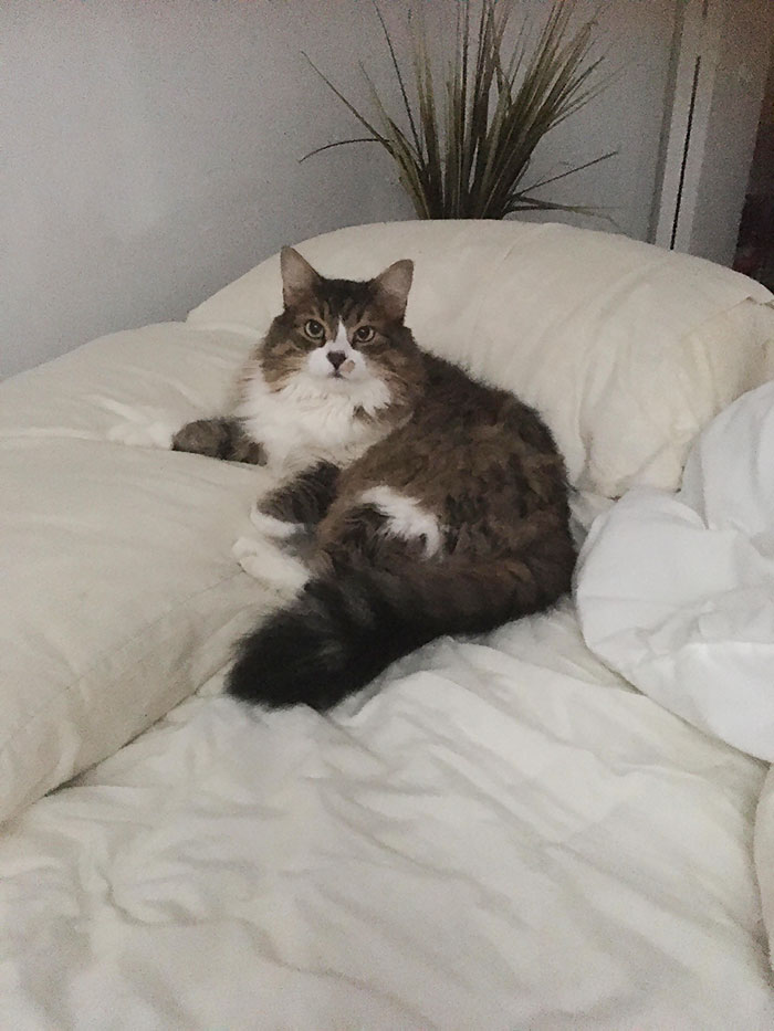 кот сидит на подушке