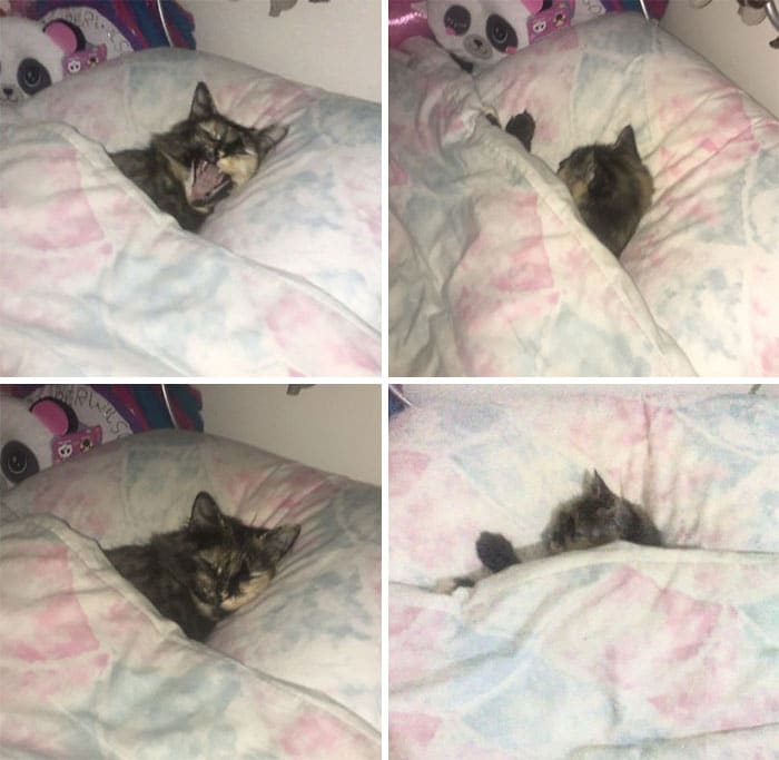 кошка спит под одеялом
