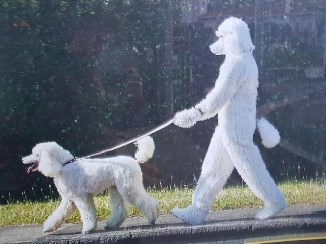 человек в костюме собаки выгуливает собаку