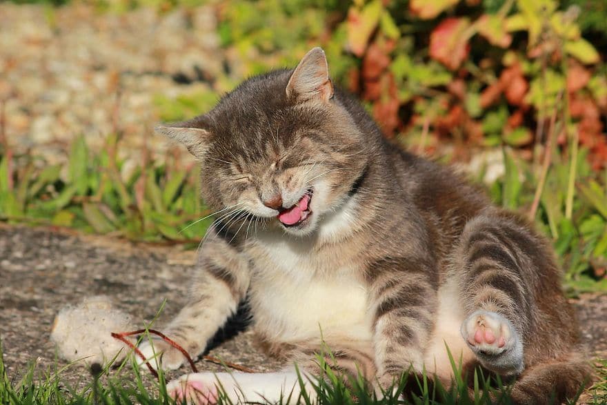 полосатый кот смеется