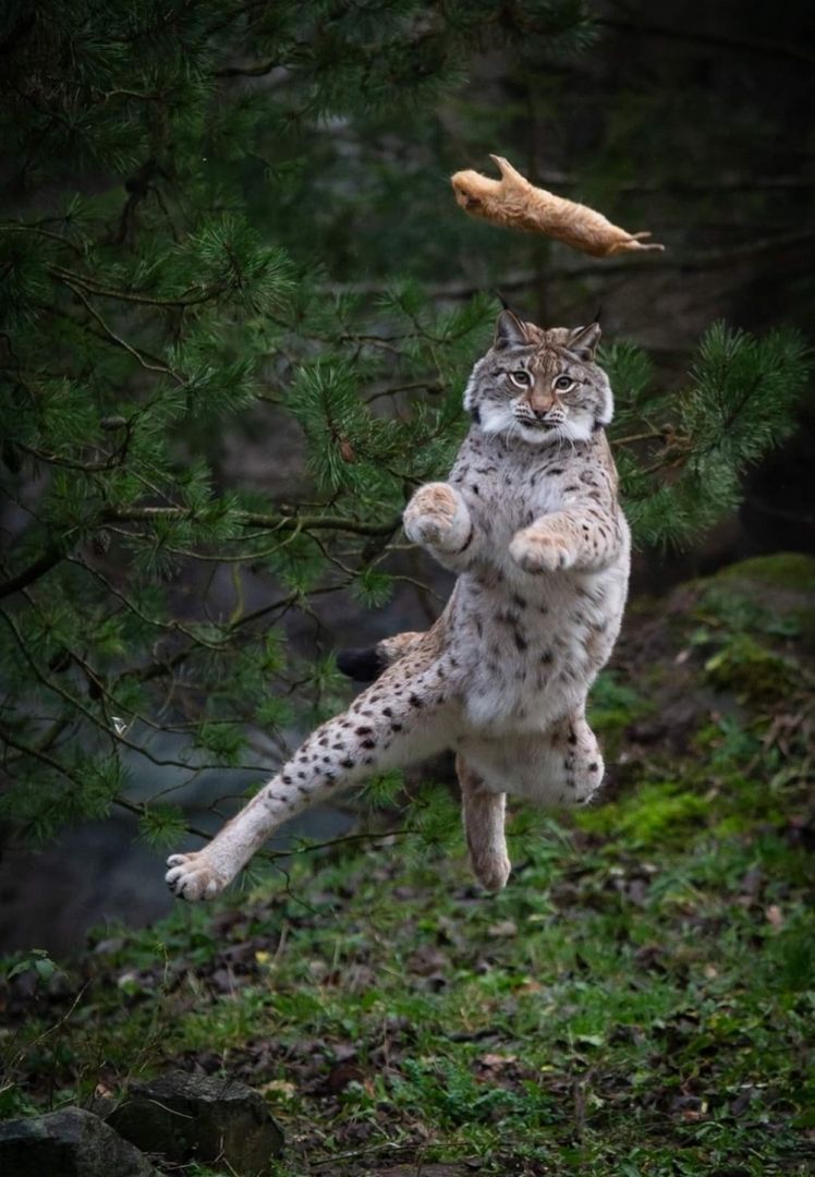 kartinok-veselyh-interesnyh-kartinki-smeshnye-kartinki-fotoprikoly