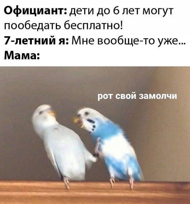 detey-yazhmaterey-memy-citaty-vkontakte-vkontakte-smeshnye-statusy