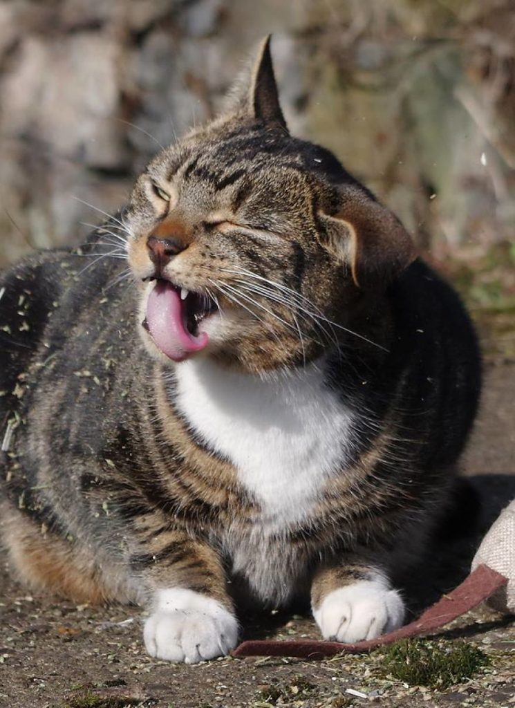 полосатый кот с высунутым языком